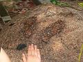 06 08 07 Stary Lichen_32